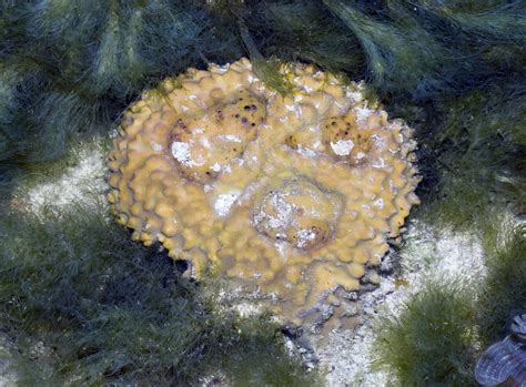  Rhabdastrella!  A Colorful Sponge That Embraces the Seascape's Embrace