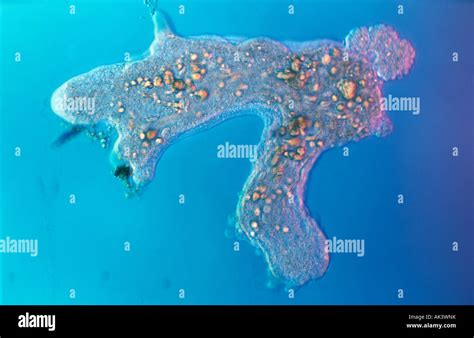  ジャイアントアメーバ: 地球上最大の単細胞生物であり、驚異的な変形能力を持つ！