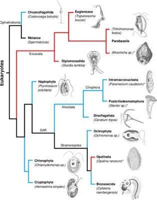  ナントカ・ミクロン:  水中の単細胞生物がもつ驚くべき変形能力と捕食戦略！