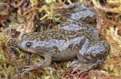  パッカードカエル、夜行性の水辺の住人と水生昆虫の達人！