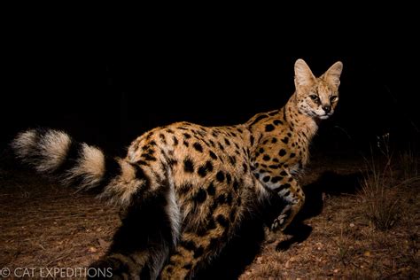  サーバル！夜行性で優れた視力を持つアフリカのミステリアスな猫科動物