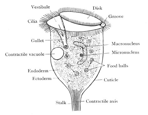  Vorticella!  A Tiny Tornado That Swirls its Way to Food