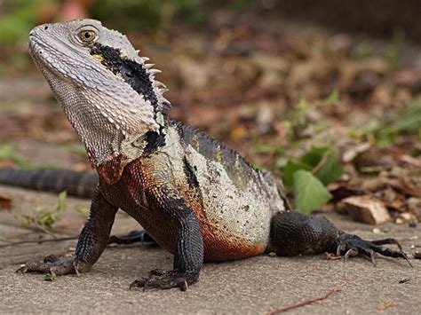  ウォータードラゴンは、水辺で暮らす生き物であり、その体色は周囲の環境に溶け込むように変化する驚異的な能力を持っています！